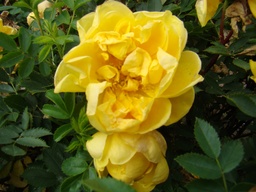 R. foetida 'Persian Yellow'