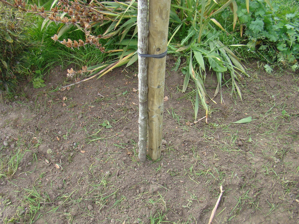 Basis bij stamroos