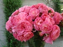 Walferdange bouquet