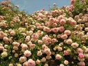 False