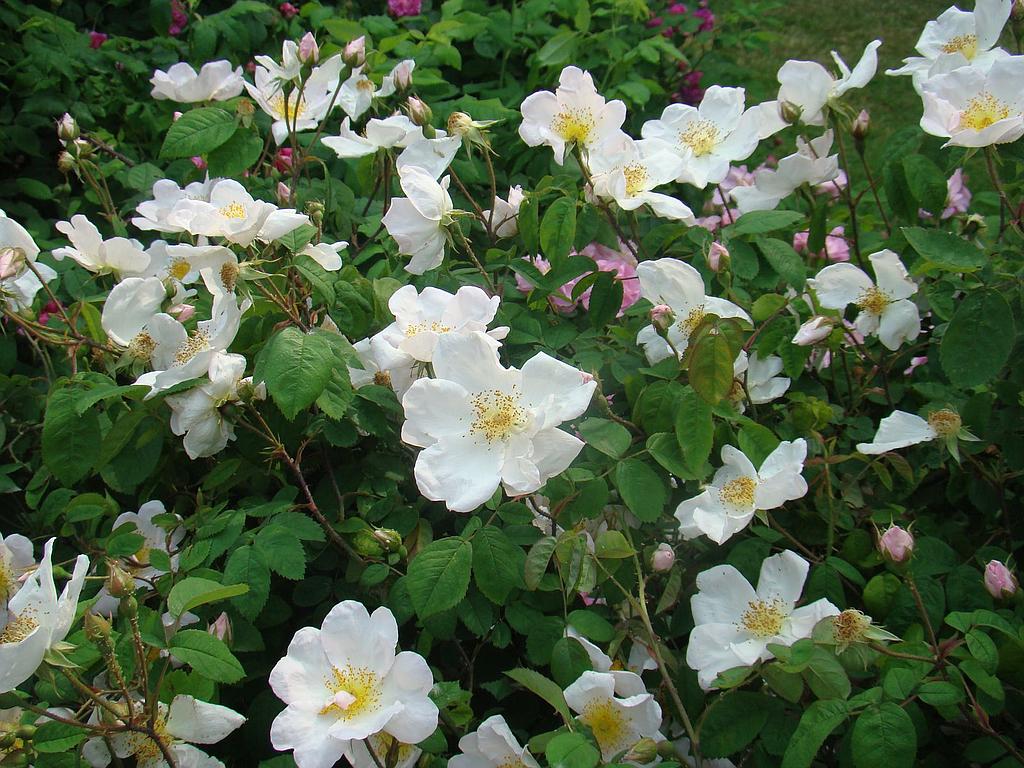 False