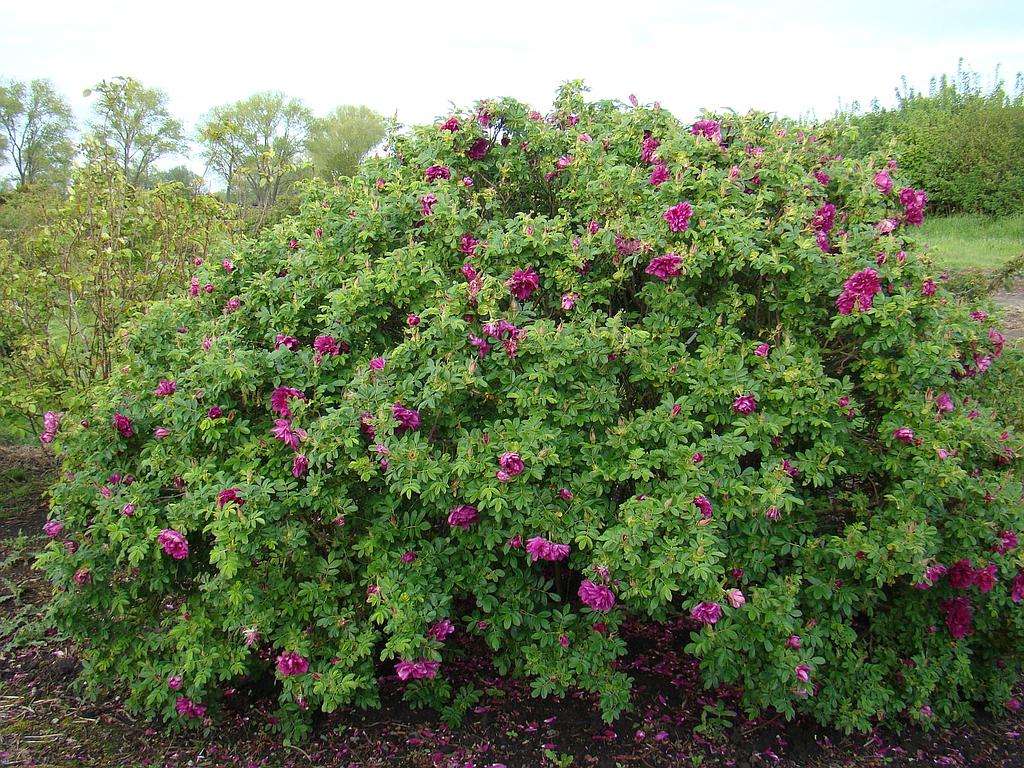 Image of Rugosa Hybrid Rose 'Roseraie de l'Haÿ'