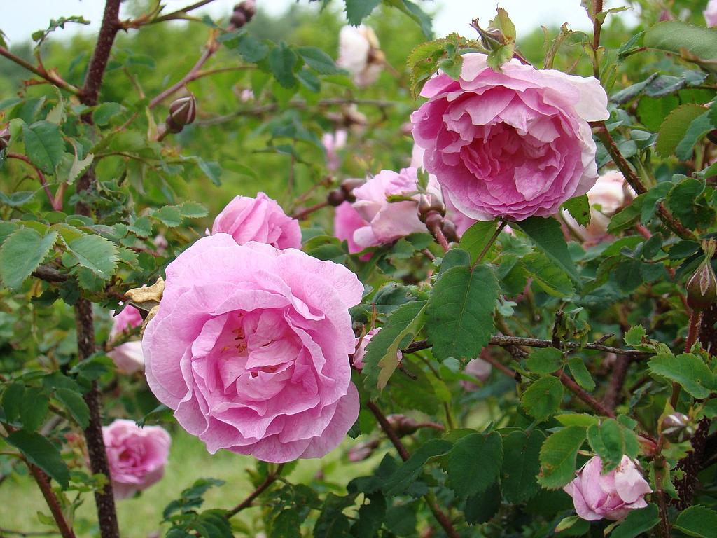 False