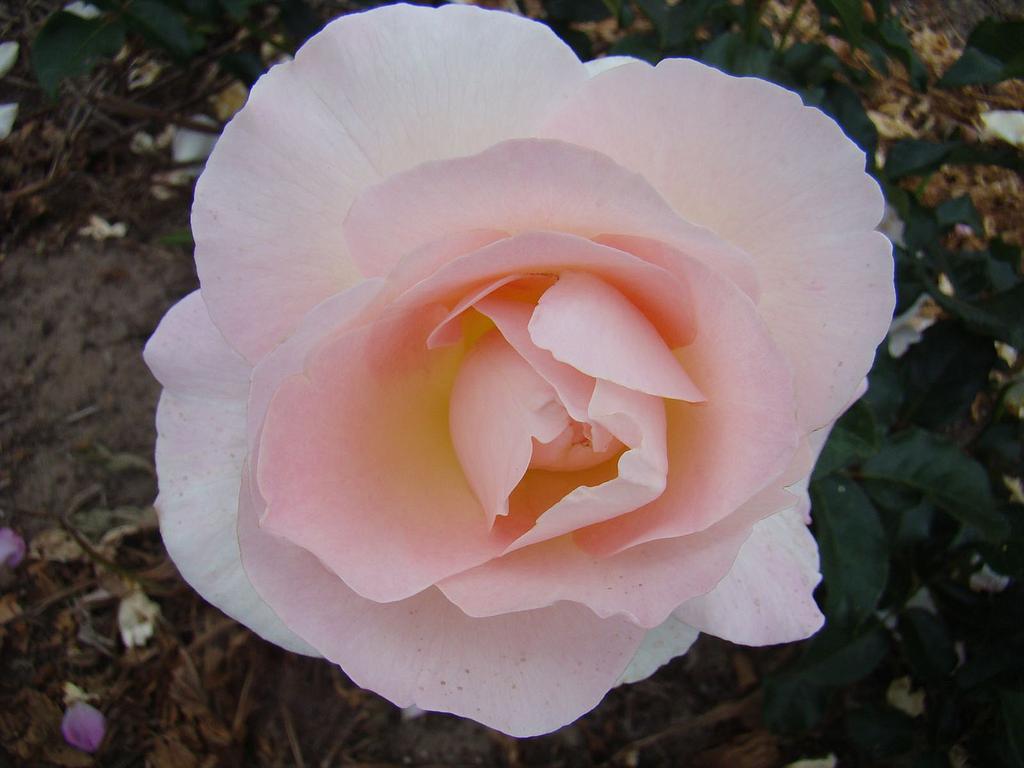 False