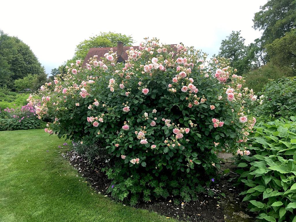 Felicia hybrid 2025 musk rose