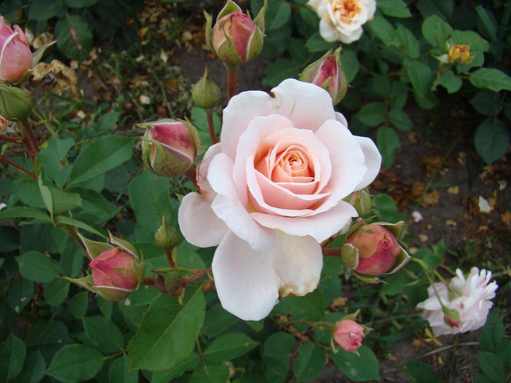 False