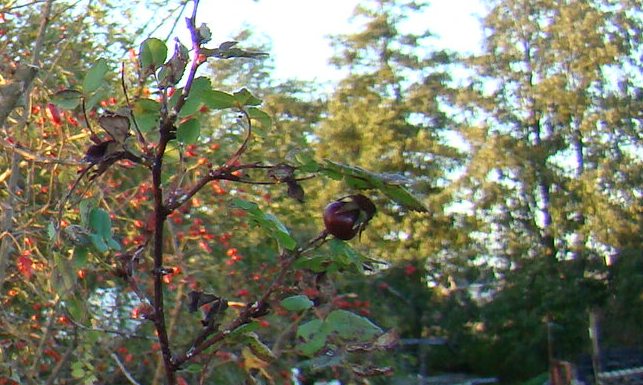 R. pimpinellifolia 'Mary Queen of Scots' Bottel