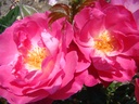 Milhem Pemberton
