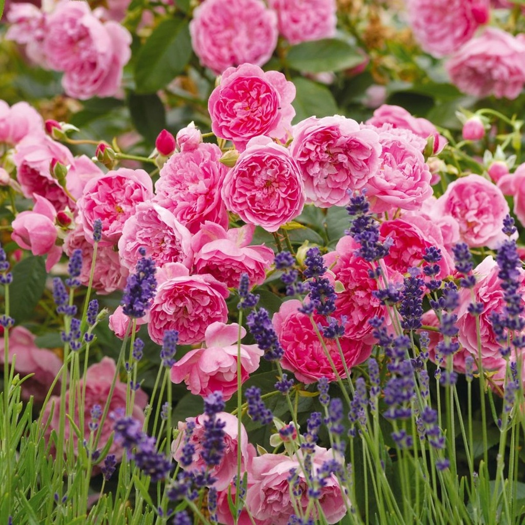 Harlow Carr