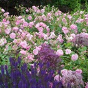 Harlow Carr