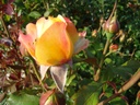 Flaming Star