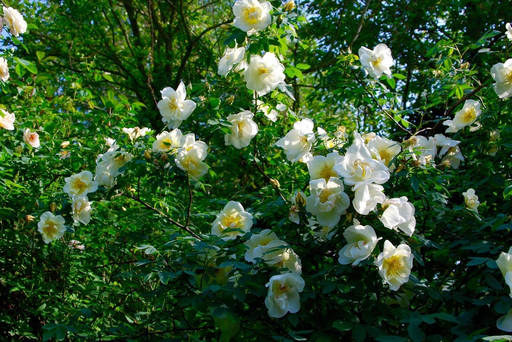 R. pimpinellifolia 'Frühlingsgold'