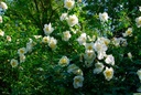 R. pimpinellifolia 'Frühlingsgold'