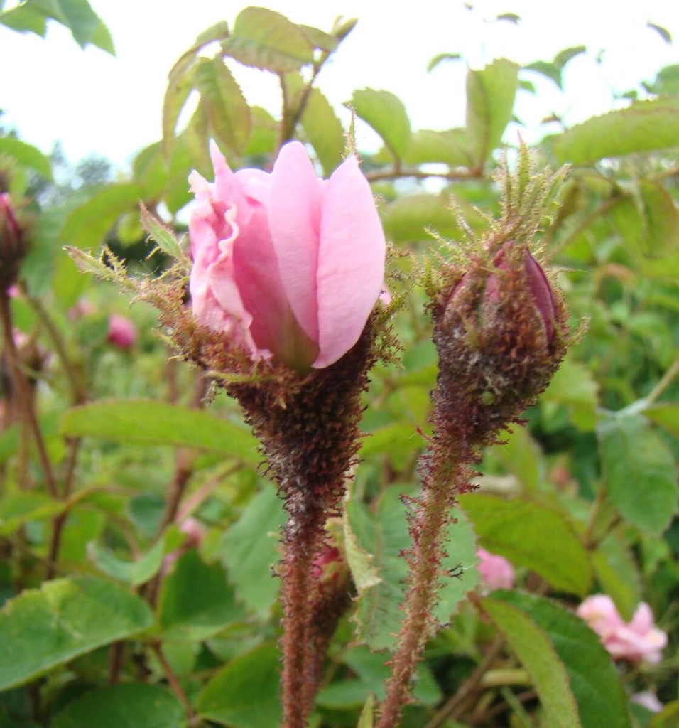 R. centifolia muscosa