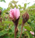 R. centifolia muscosa