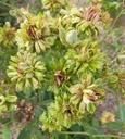 R. chinensis viridiflora