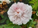 R. pimpinellifolia 'Stanwell Perpetual'