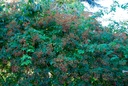 Rambling Rector