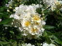 Rambling Rector