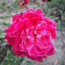 Slater's Crimson China