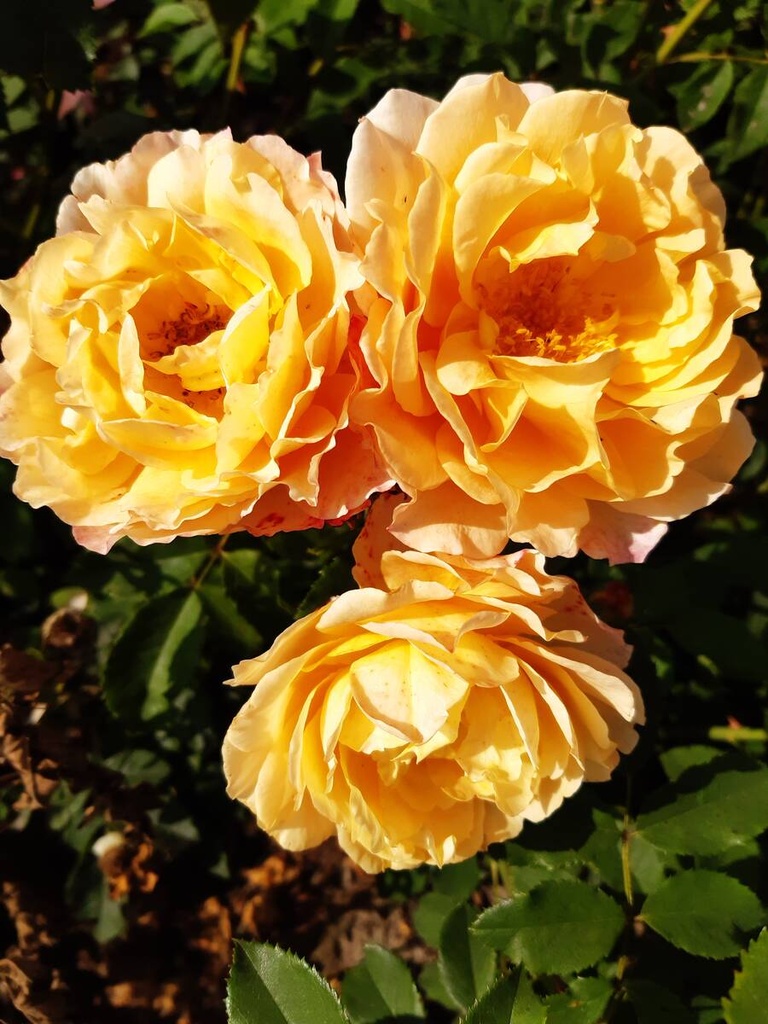 Sonnenwelt