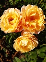 Sonnenwelt