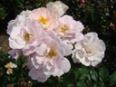 Sourire Rose