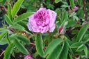 R. cinnamomea var. plena