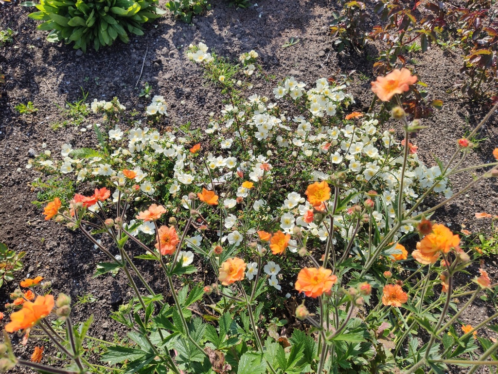 Geum hybride 'Totally Tangerine' met R. 'Dunwich Rose'