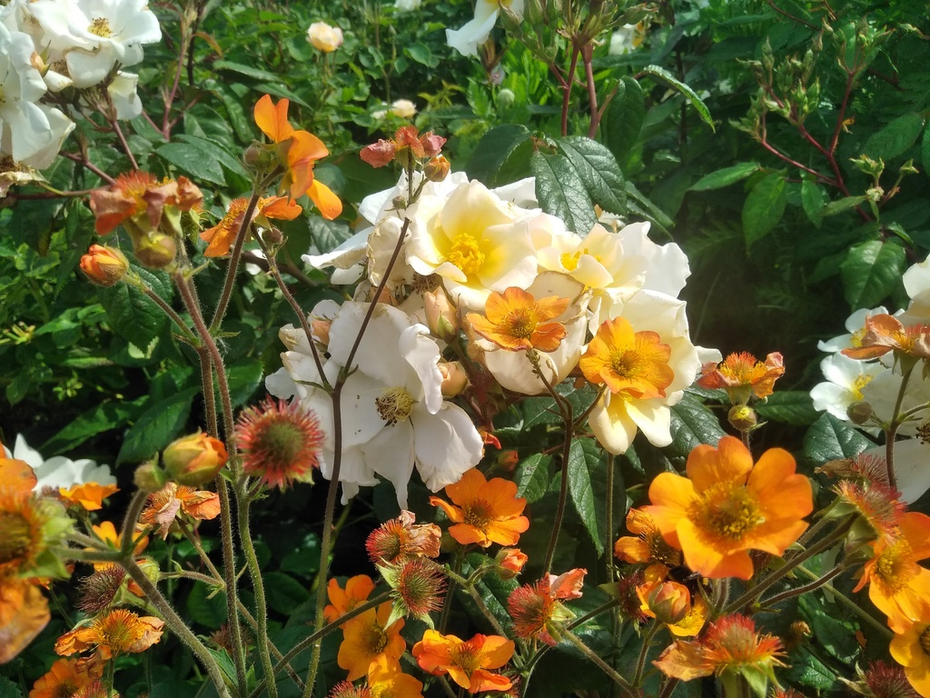 Geum hybride 'Totally Tangerine' en Rosalita