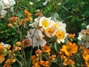 Geum hybride 'Totally Tangerine' en Rosalita