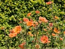 Geum hybride 'Totally Tangerine'