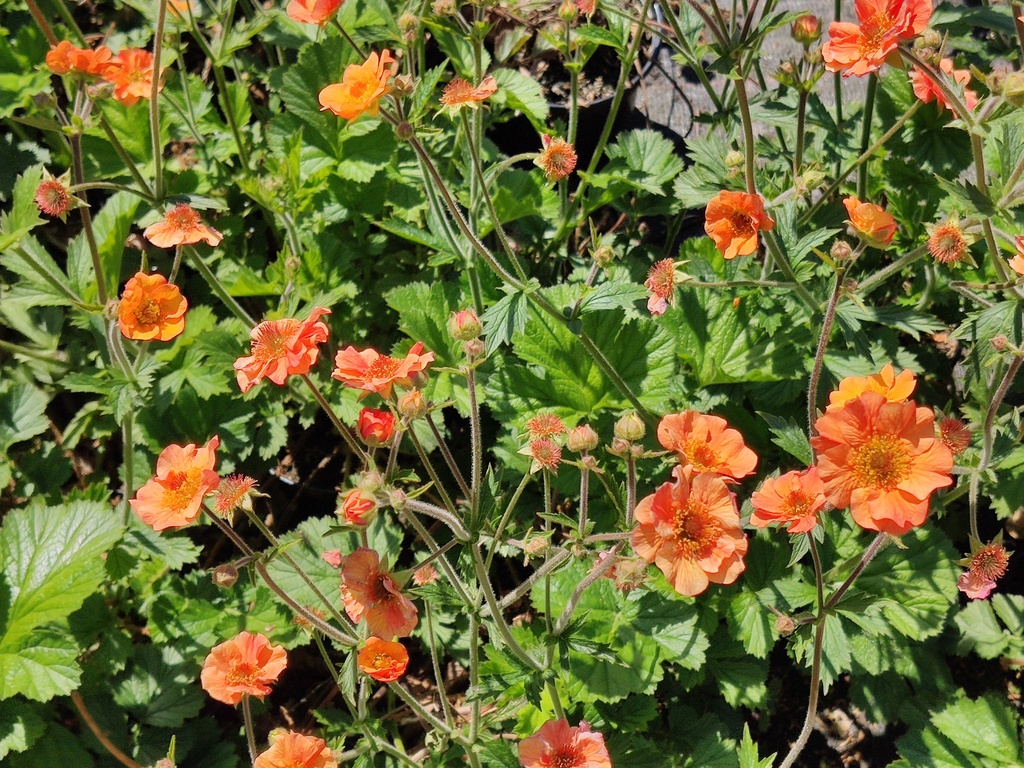 Geum hybride 'Totally Tangerine'