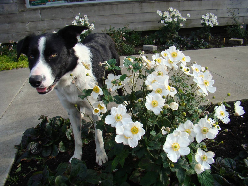 Anemone 'Honorine Jobert' en Darwin