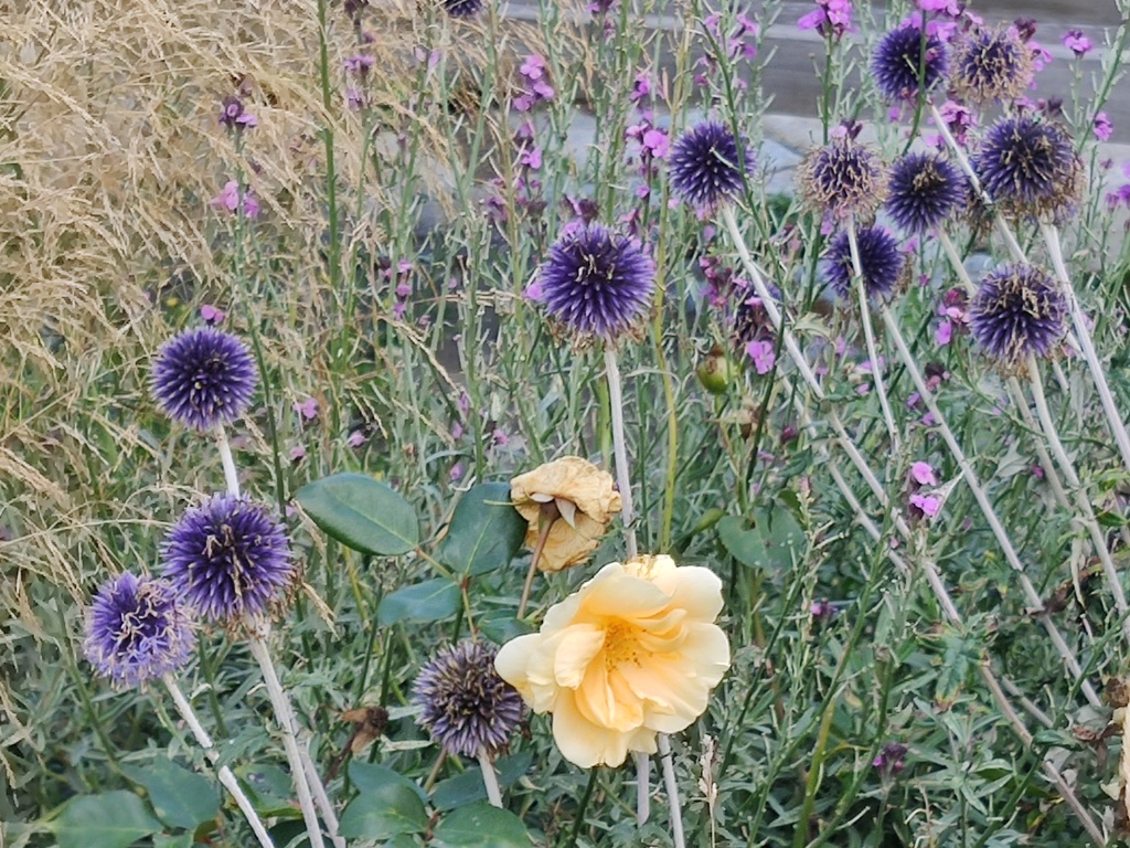 Echinops ritro 'Veitch's Blue'