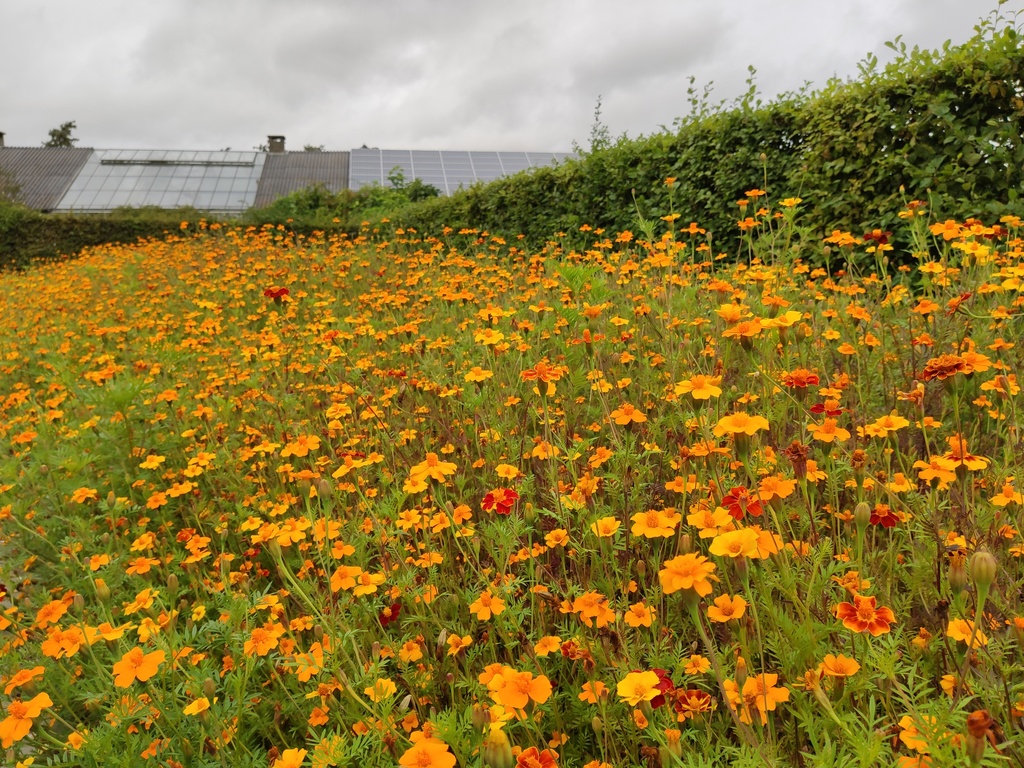 Tagetes (150g/10m²)