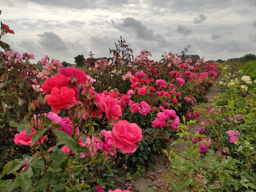 Folle Framboise
