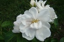 Mary Manners