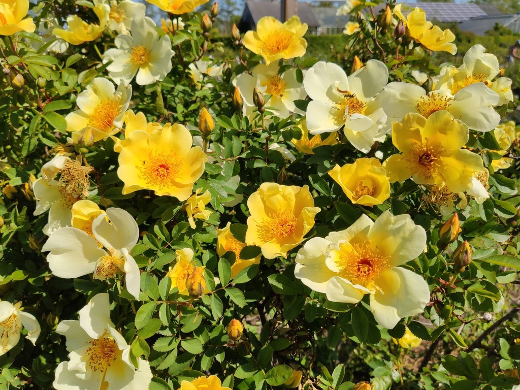R. pimpinellifolia 'Aïcha'