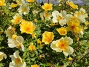 R. pimpinellifolia 'Aïcha'