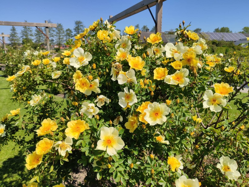 R. pimpinellifolia 'Aïcha'