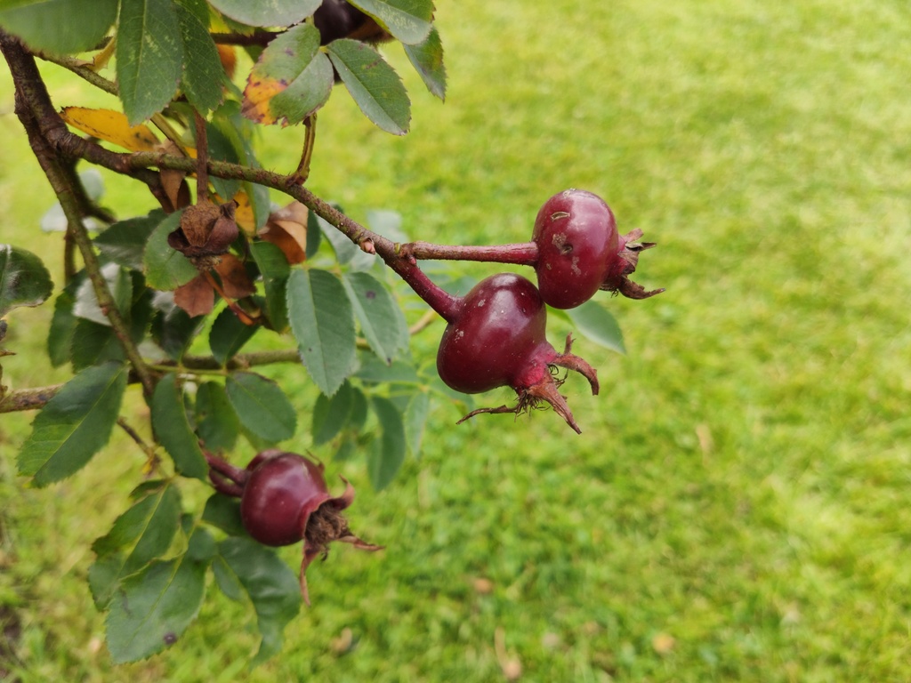 R. pimpinellifolia 'Aïcha' Bottel