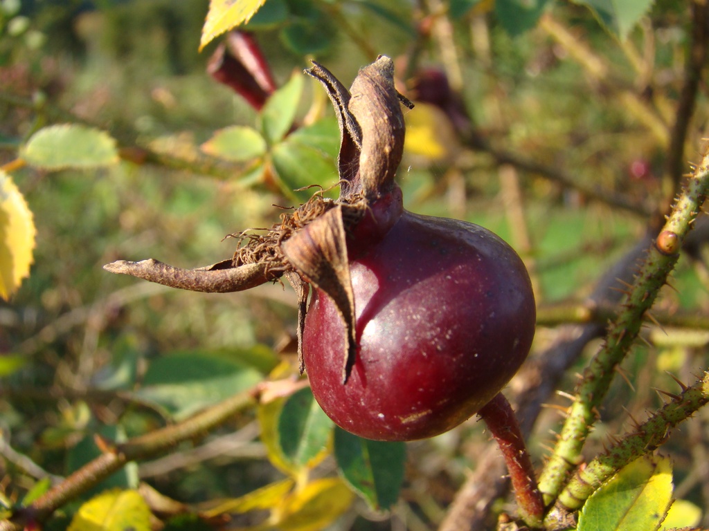 R. pimpinellifolia 'Aïcha' Bottel