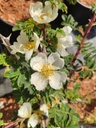 R. omeiensis pteracantha