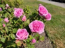 Mme. Boll
