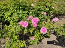 Mme. Boll