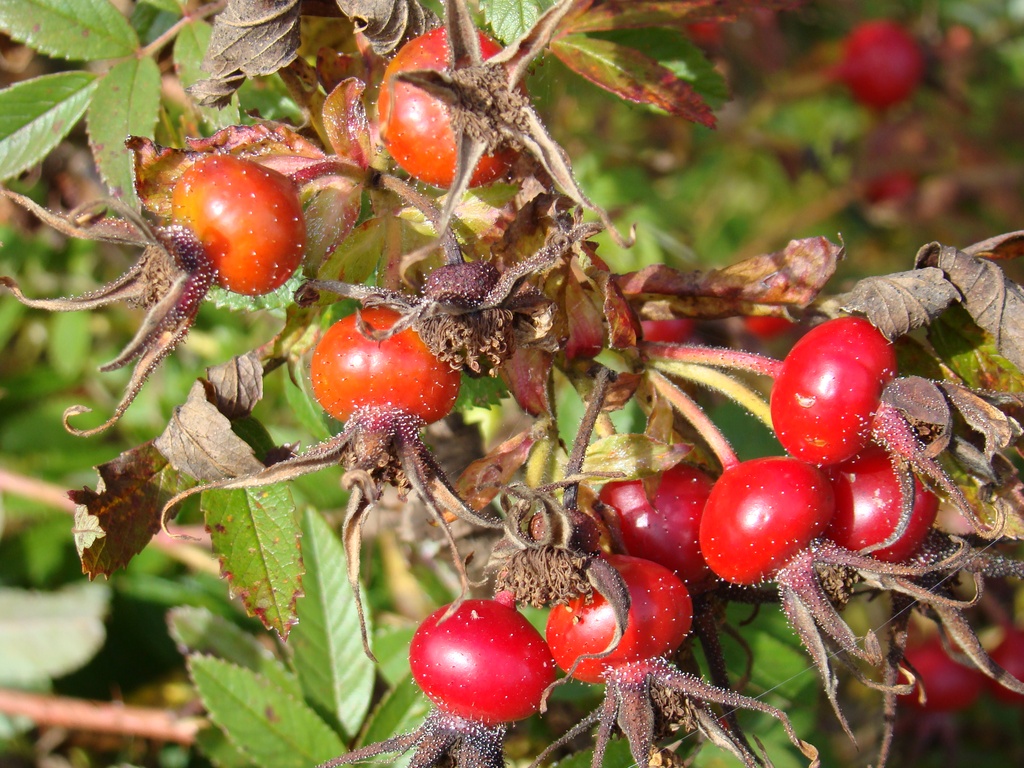 Rote Hannover bottel