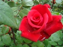Grande Amore