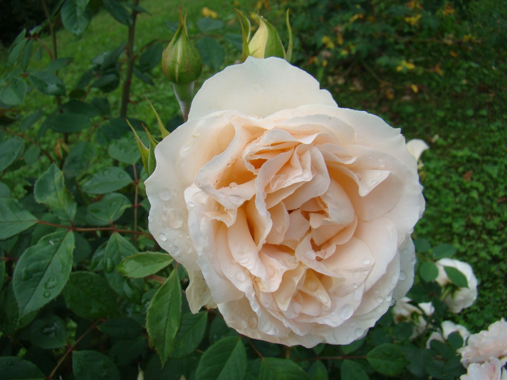 Matthias Claudius Rose