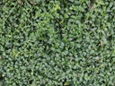 Vinca minor 'Alba'